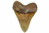 Serrated, Fossil Megalodon Tooth - North Carolina #328409-2